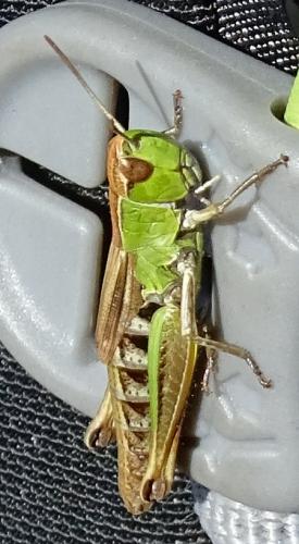 Réf. 193 409 : Pseudochorthippus parallelus